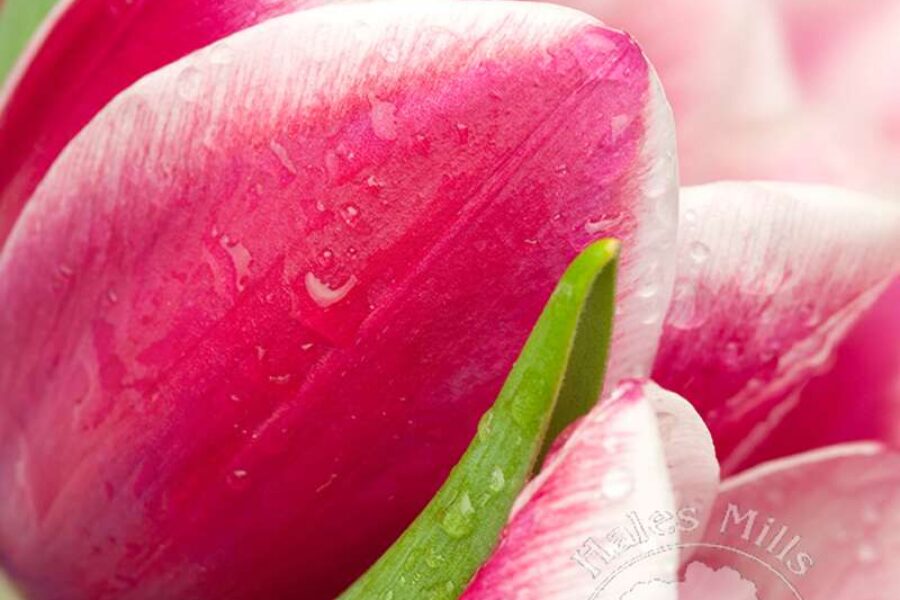 Celebrate Mother’s Day with Brunch at Hales Mills Country Club